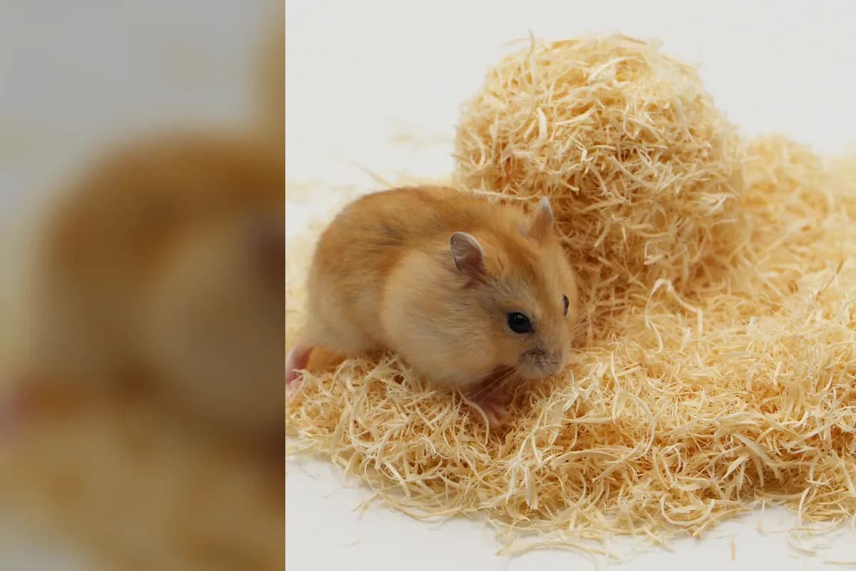 Official Emily pets natural aspen bedding with a hamster